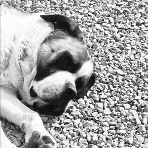 Meet your Posher, Savannah